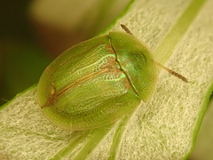 Cassida prasina