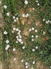 Convolvulus arvensis
