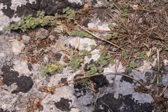 Clinopodium insulare