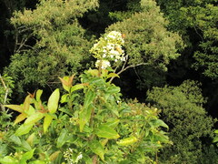Viburnum costaricanum