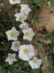 Convolvulus arvensis