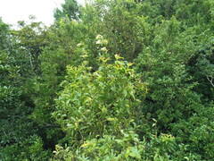 Viburnum costaricanum