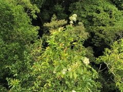 Viburnum costaricanum