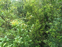 Viburnum costaricanum