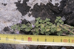 Clinopodium insulare