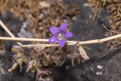 Campanula rhodensis