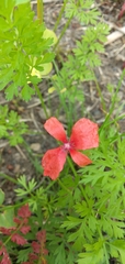 Papaver dubium