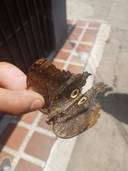 Caligo oileus