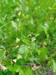 Capsella bursa-pastoris