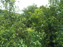 Viburnum costaricanum