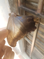 Caligo oileus