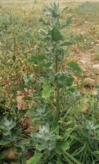 Chenopodium album