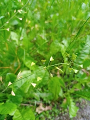 Capsella bursa-pastoris