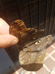 Caligo oileus