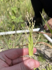 Urochloa ramosa
