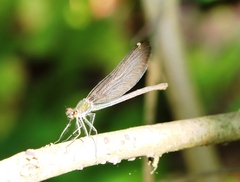 Calopteryx splendens