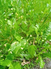 Capsella bursa-pastoris