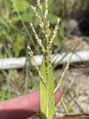 Urochloa ramosa
