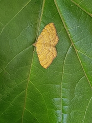 Camptogramma