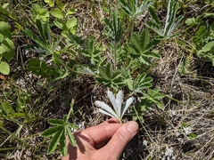 Potentilla pulcherrima