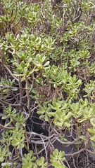 Sedum praealtum