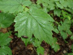 Hemicrepidius decoloratus