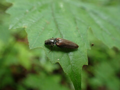Hemicrepidius decoloratus