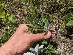 Potentilla pulcherrima