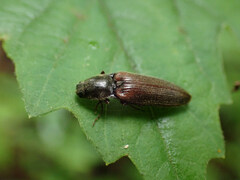 Hemicrepidius decoloratus