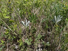 Potentilla pulcherrima