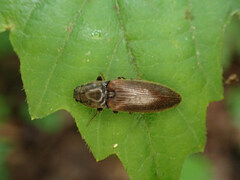 Hemicrepidius decoloratus