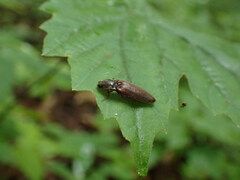 Hemicrepidius decoloratus