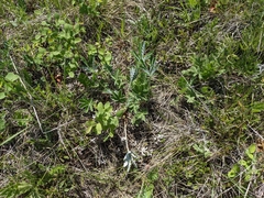 Potentilla pulcherrima