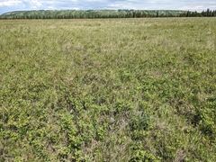 Potentilla pulcherrima