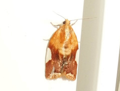 Clepsis persicana
