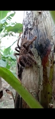 Avicularia avicularia