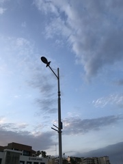 Pandion haliaetus