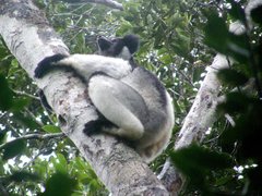 Indri indri