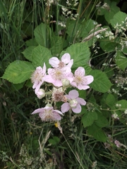 Rubus armeniacus
