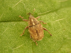 Trichosirocalus troglodytes