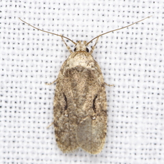Agonopterix curvilineella