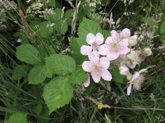 Rubus armeniacus