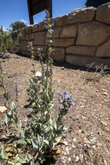 Penstemon pachyphyllus