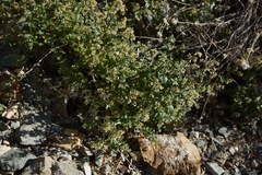 Galium multiflorum