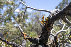 Arceuthobium divaricatum