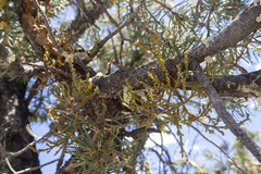 Arceuthobium divaricatum