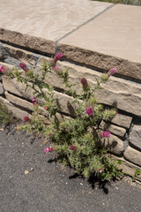 Cirsium arizonicum bipinnatum