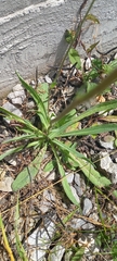 Pilosella piloselloides praealta
