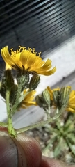 Pilosella piloselloides praealta