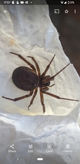 Steatoda nobilis